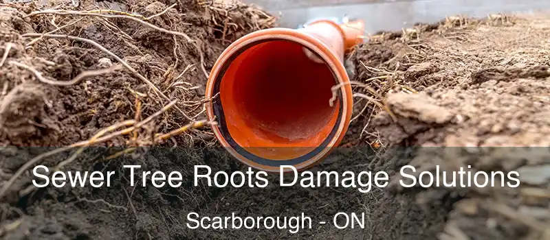 Sewer Tree Roots Damage Solutions Scarborough - ON
